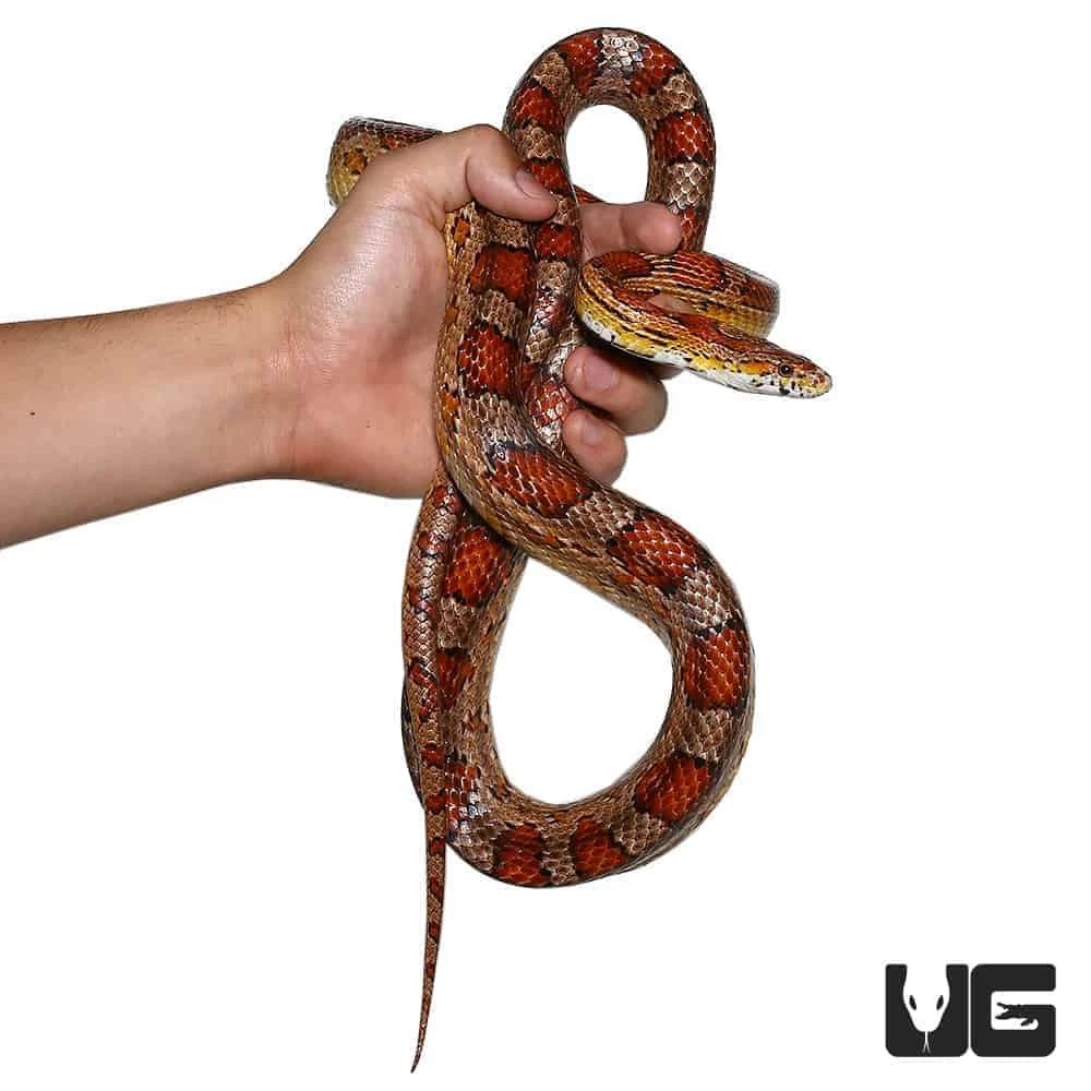 C.B. Adult Female Classic Cornsnake - Image 3