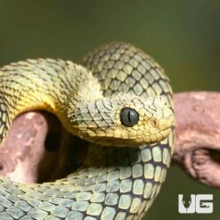 Adult Cool Green Squamigera Bush Viper