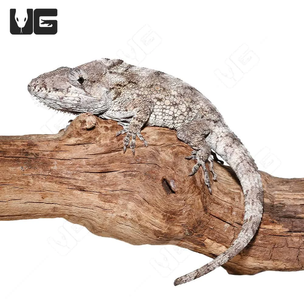 Adult Cuban False Chameleon