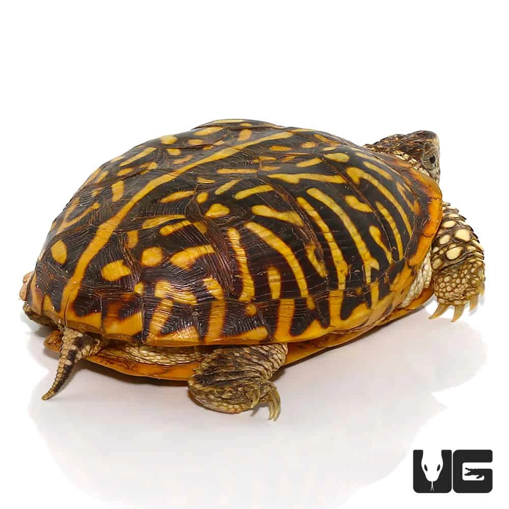 Adult Desert Ornate Box Turtle - Image 2