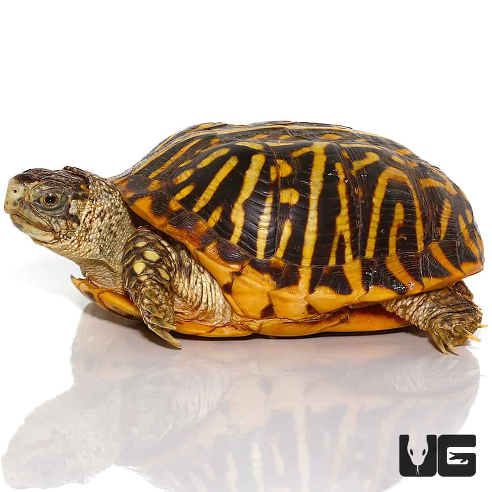 Adult Desert Ornate Box Turtle - Image 3