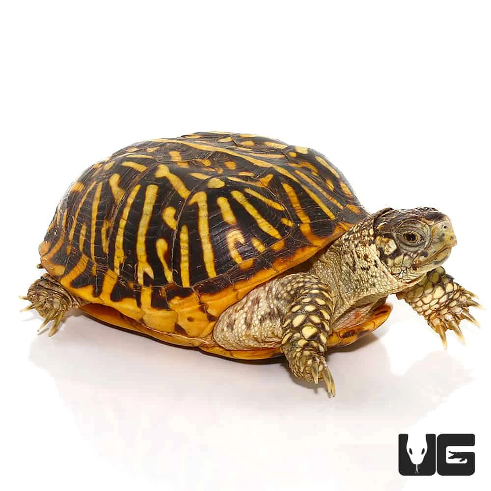 Adult Desert Ornate Box Turtle - Image 4