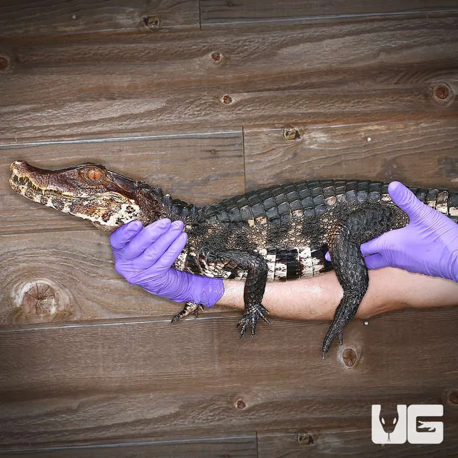 Dwarf Caiman