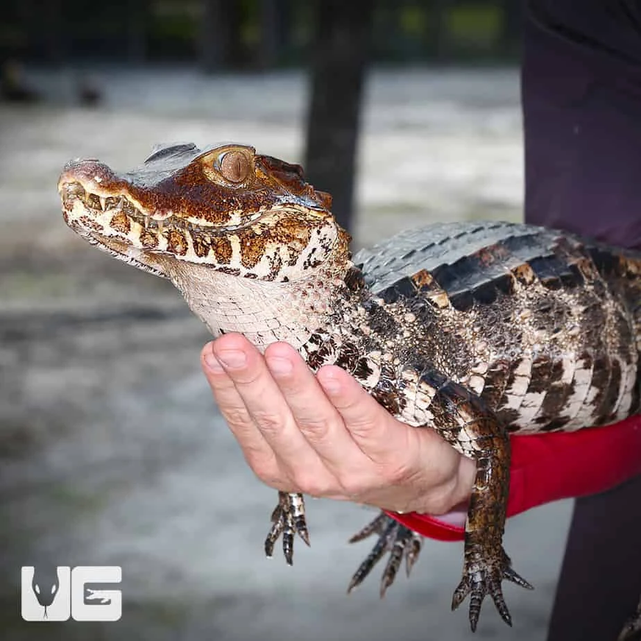 Dwarf Caiman - Image 3