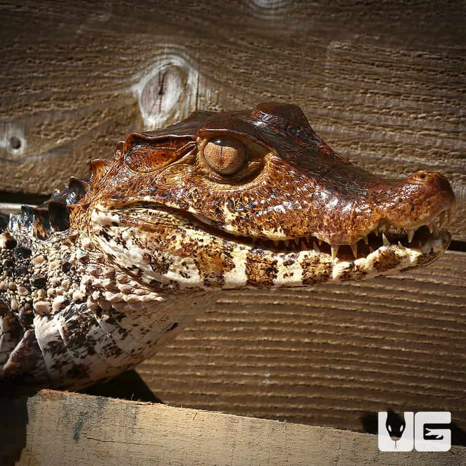 Dwarf Caiman - Image 4