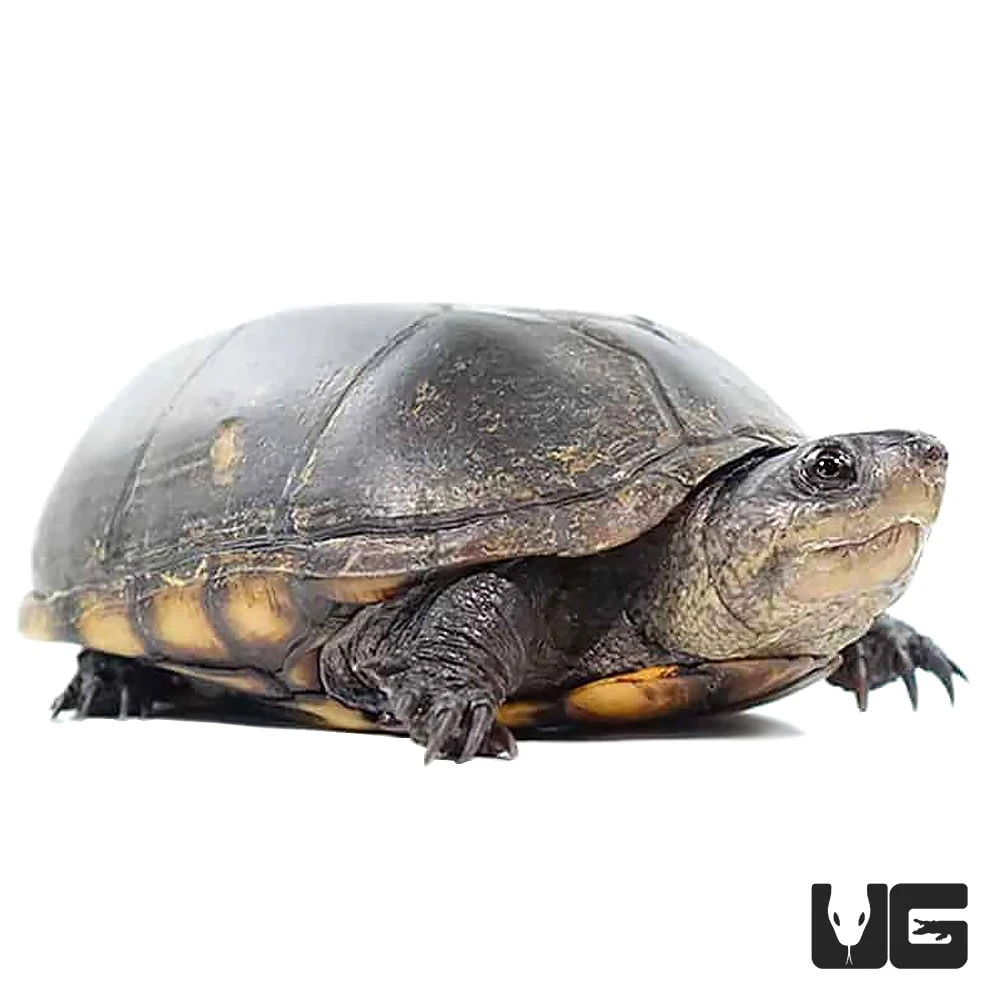 Adult Eastern Mud Turtle