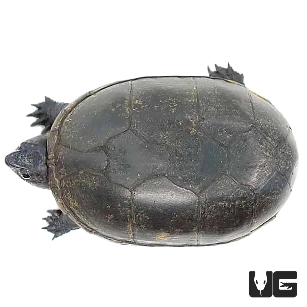Adult Eastern Mud Turtle - Image 2