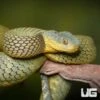 Adult Female Blue Crown Green Squamigera Bush Viper