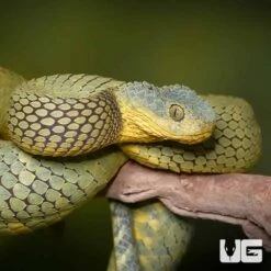 Adult Female Blue Crown Green Squamigera Bush Viper