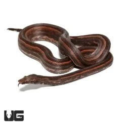 Adult Female Bold Stripe Indonesian Tree Boa