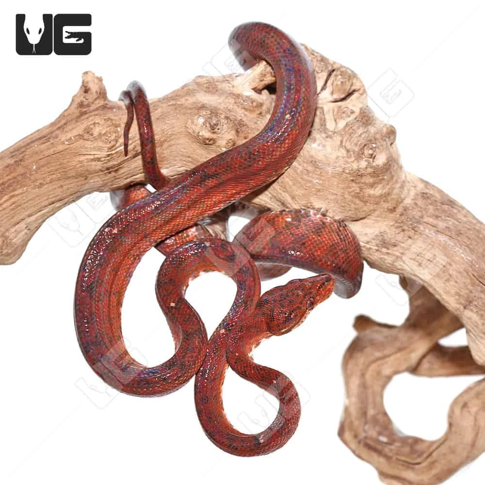 Female Red Amazon Tree Boa #2 - Image 4