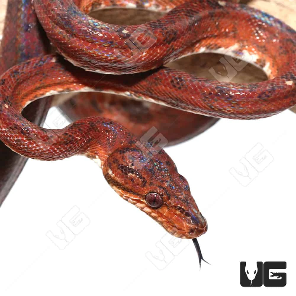 Female Red Amazon Tree Boa #2