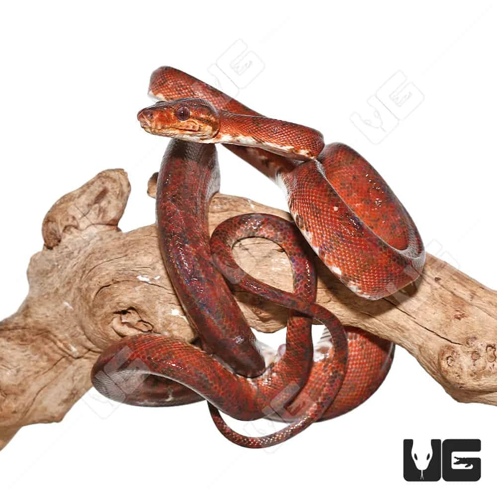 Female Red Amazon Tree Boa #2 - Image 2