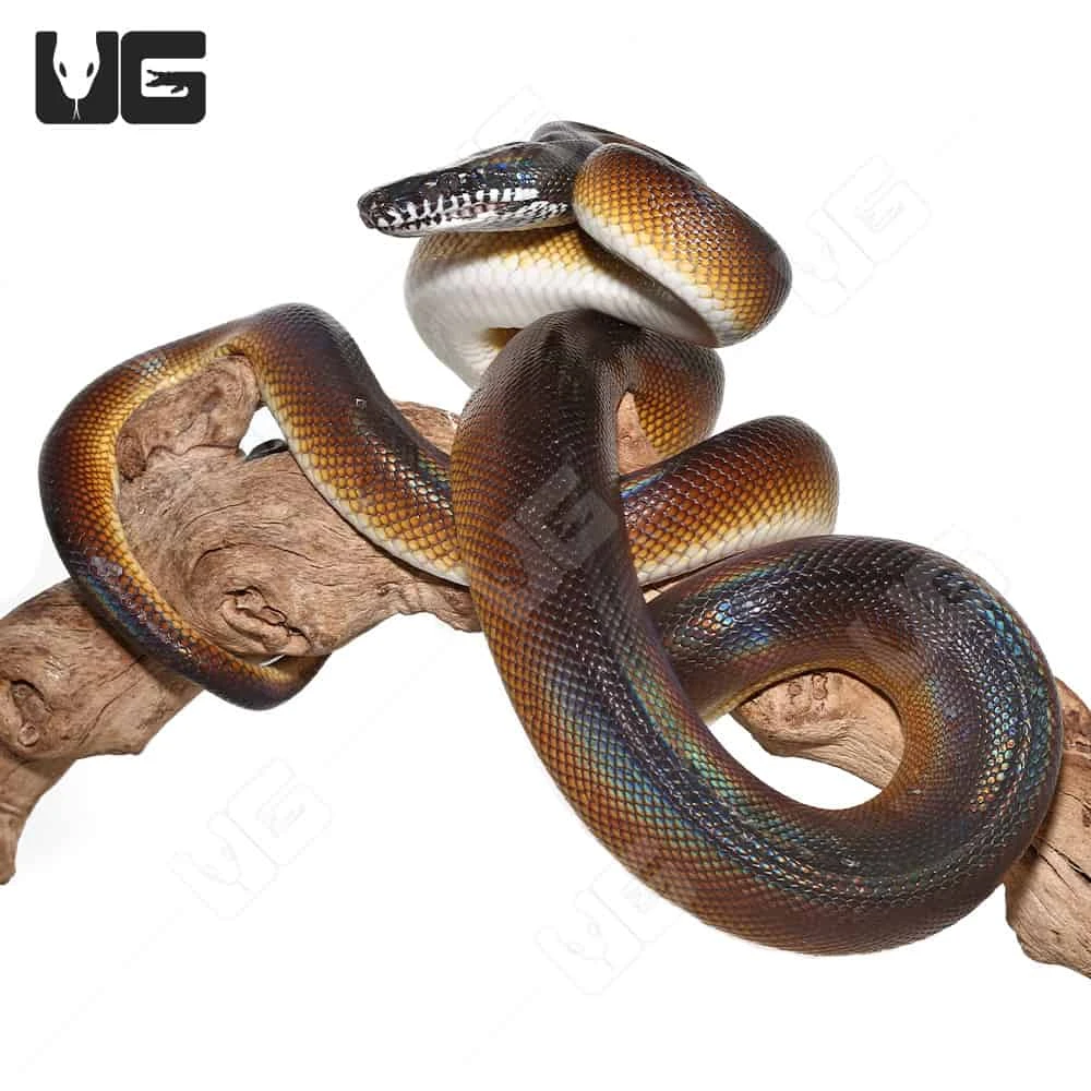 Adult D’Alberts White Lipped Python - Image 3