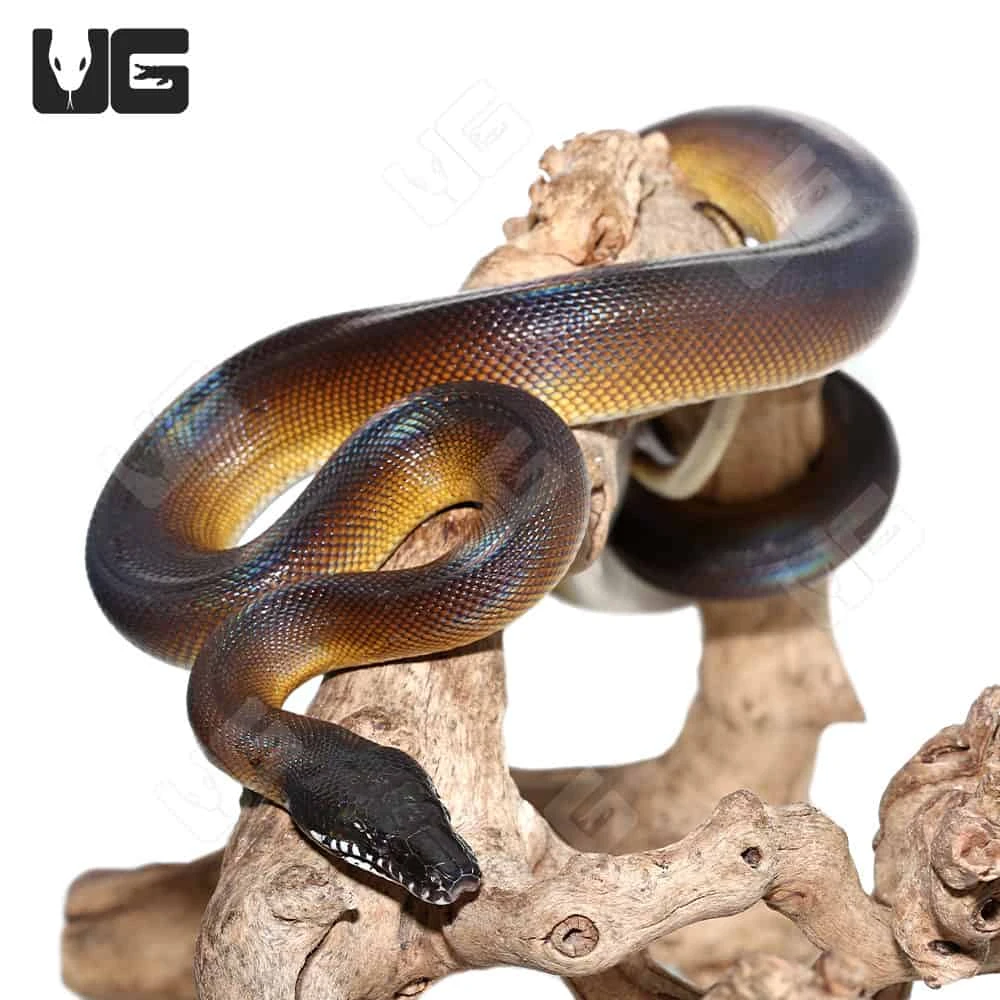 Adult D’Alberts White Lipped Python - Image 2
