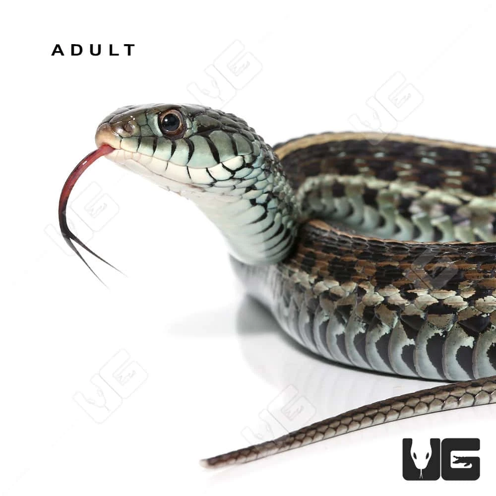 C.B. Baby Florida Blue Garter Snake - Image 3