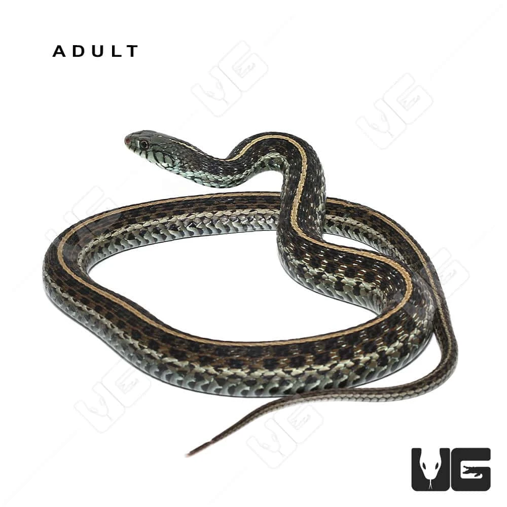 C.B. Baby Florida Blue Garter Snake - Image 5
