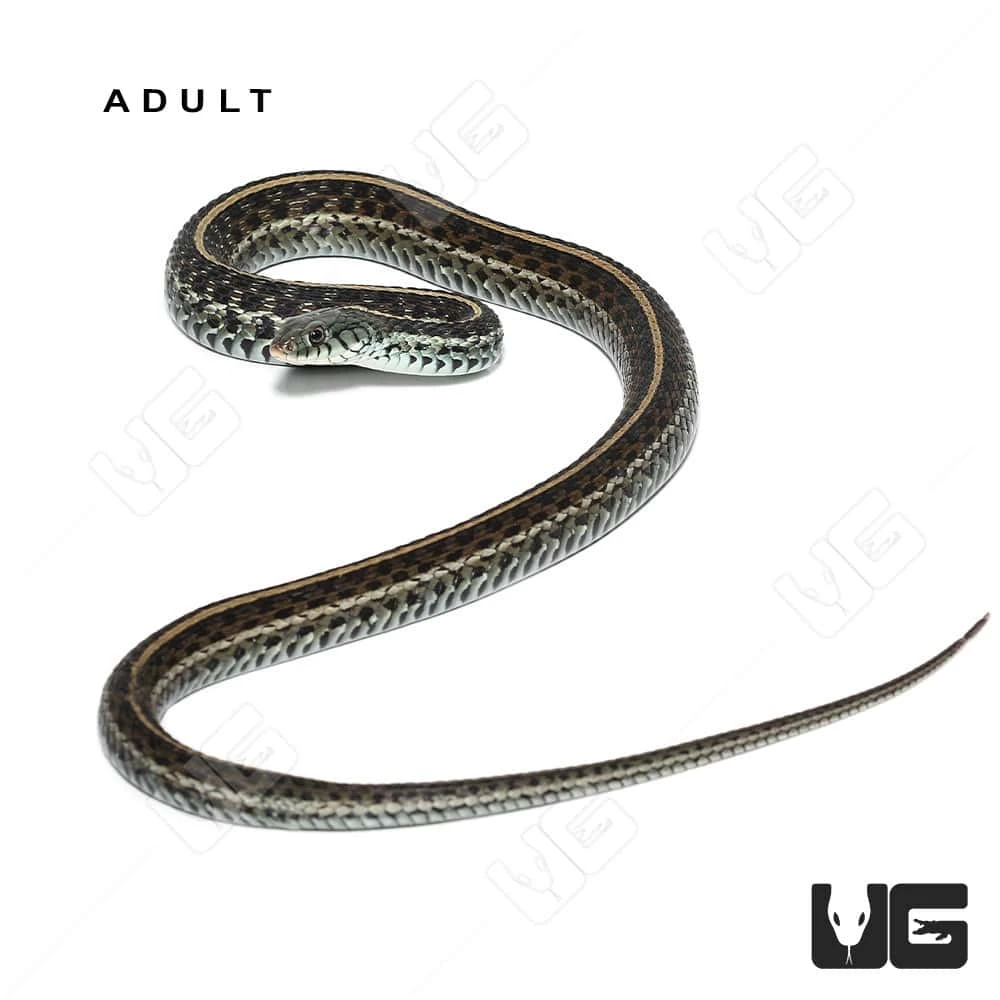 C.B. Baby Florida Blue Garter Snake - Image 4