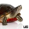 Adult Florida Redbelly Cooter Turtle