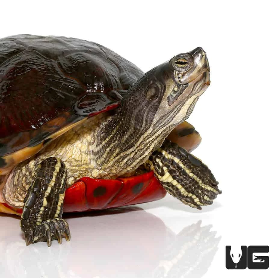 Adult Florida Redbelly Cooter Turtle