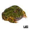 Adult Green Ornate Dragon Wing Pacman Frog