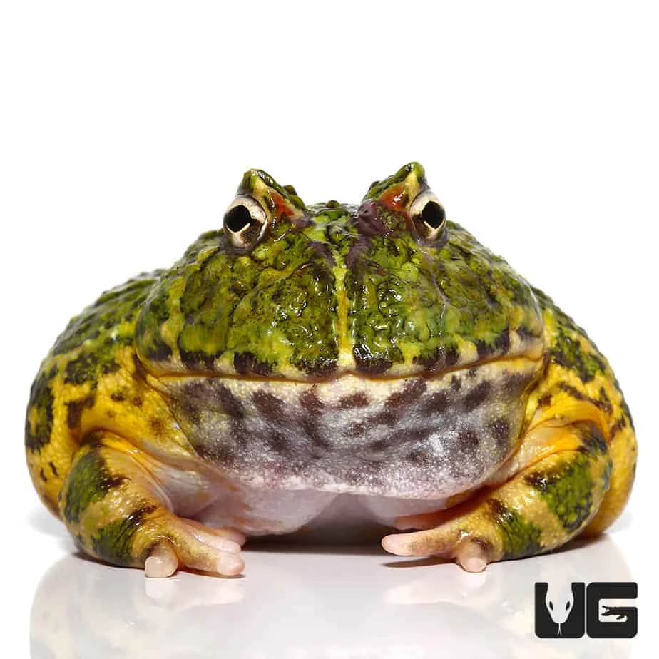 Adult Green Ornate Dragon Wing Pacman Frog - Image 2