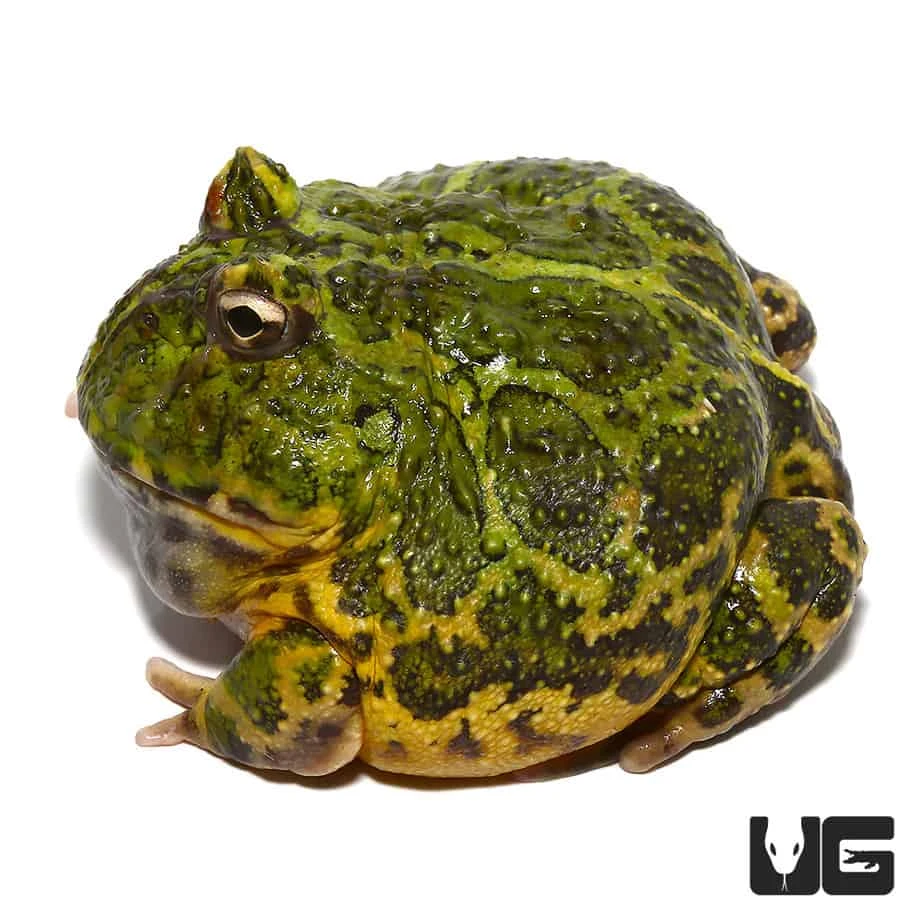 Adult Green Ornate Dragon Wing Pacman Frog - Image 3