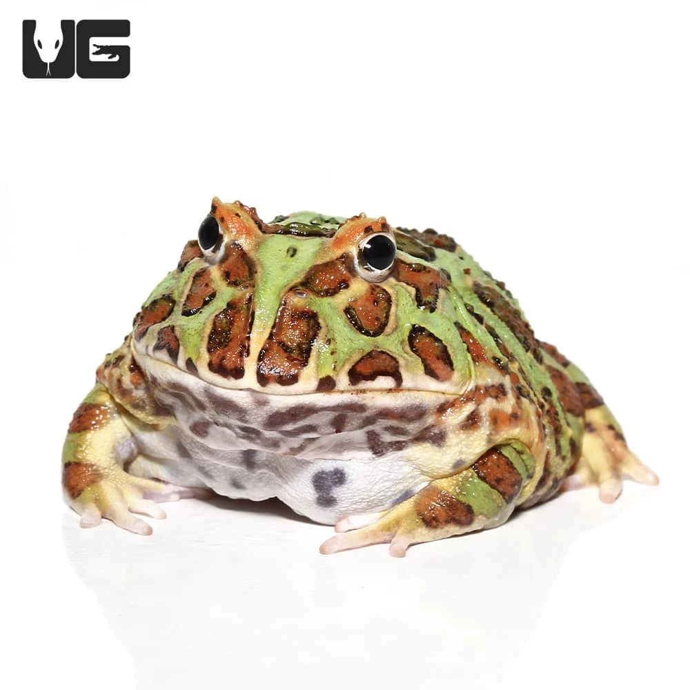 Adult Green Pacman Frog
