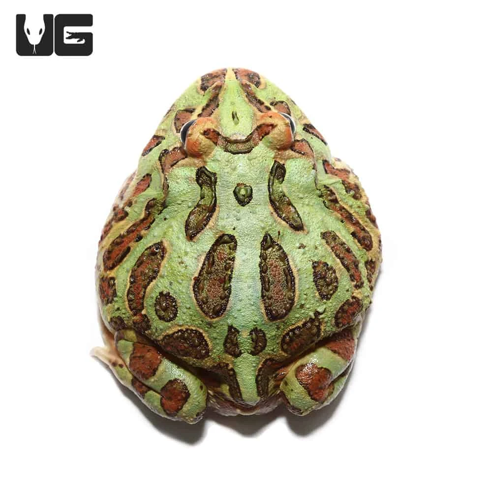 Adult Green Pacman Frog - Image 3