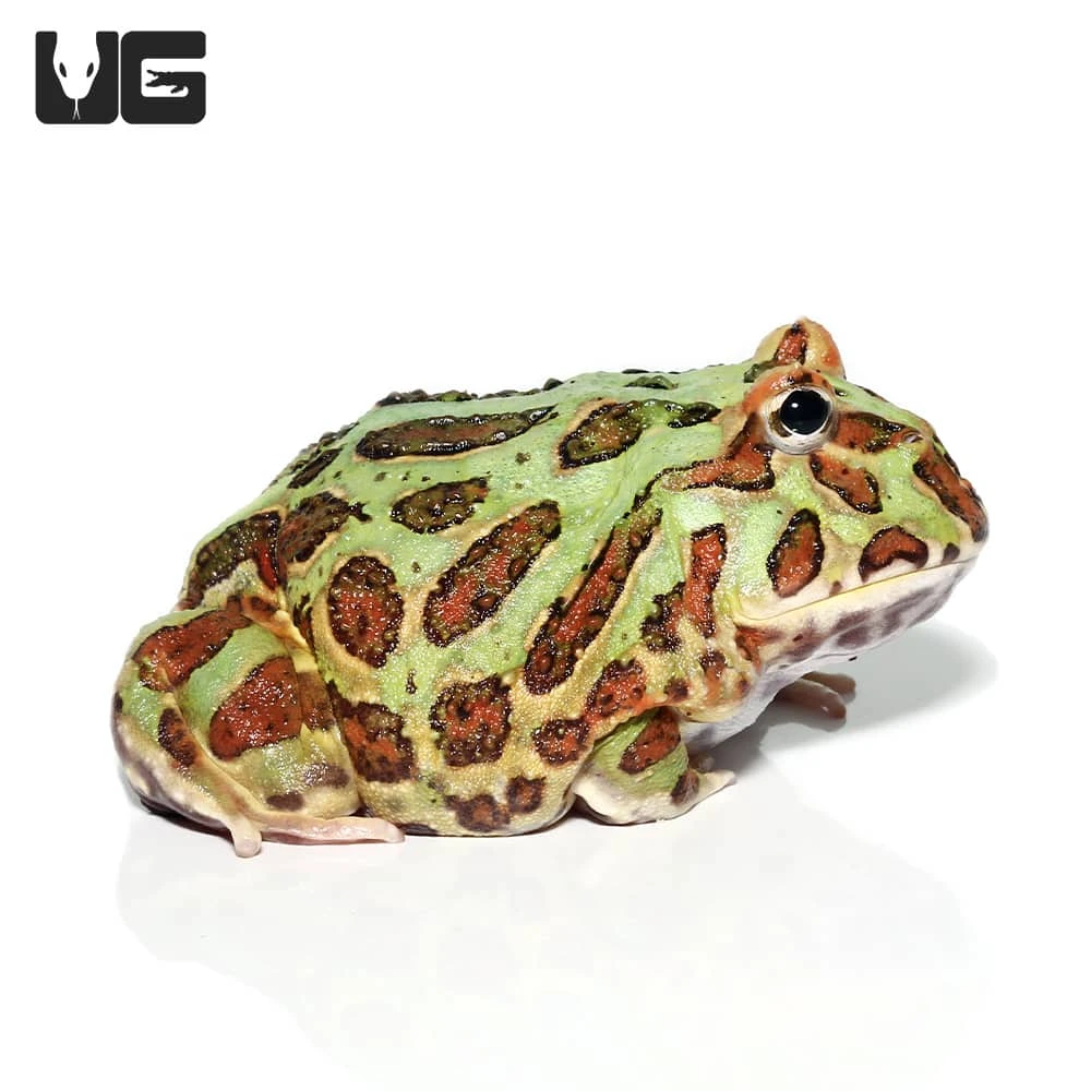 Adult Green Pacman Frog - Image 4