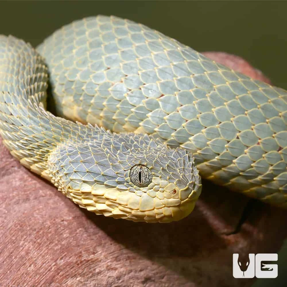 Adult Green Patternless Squamigera Bush Viper