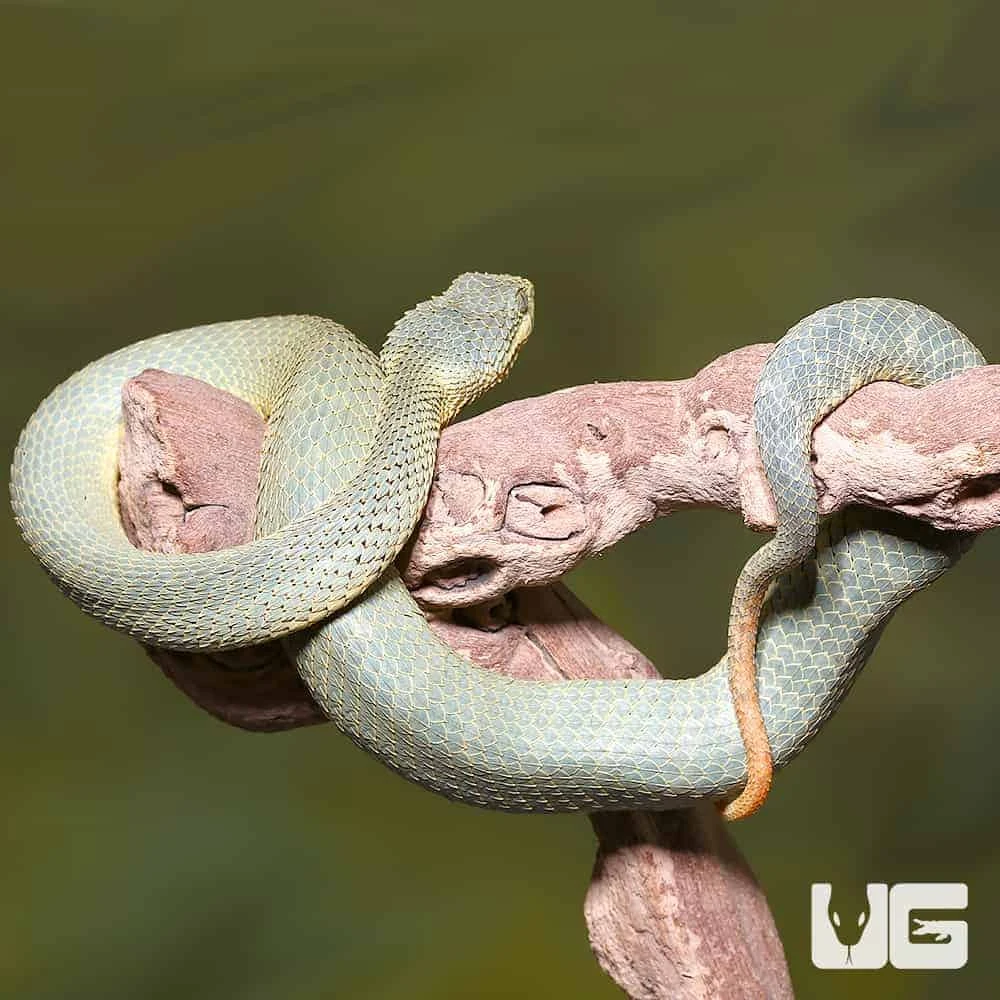 Adult Green Patternless Squamigera Bush Viper - Image 2