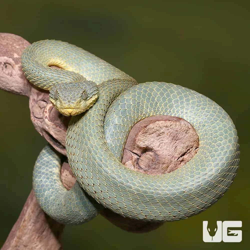Adult Green Patternless Squamigera Bush Viper - Image 4