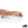 Adult Jungle Albino Striped Fat Tail Gecko