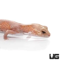 Adult Jungle Albino Striped Fat Tail Gecko