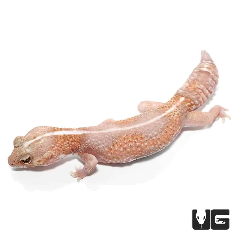 Adult Jungle Albino Striped Fat Tail Gecko - Image 2