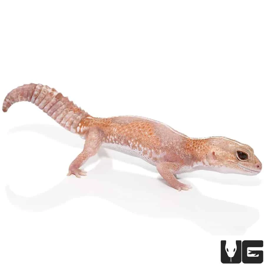 Adult Jungle Albino Striped Fat Tail Gecko - Image 3