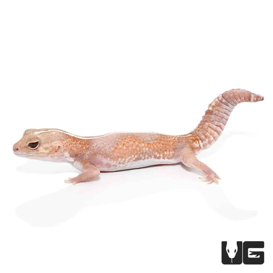 Adult Jungle Albino Striped Fat Tail Gecko - Image 4