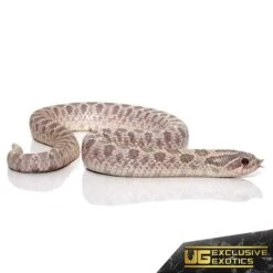 Adult Lavender Western Hognose Snake