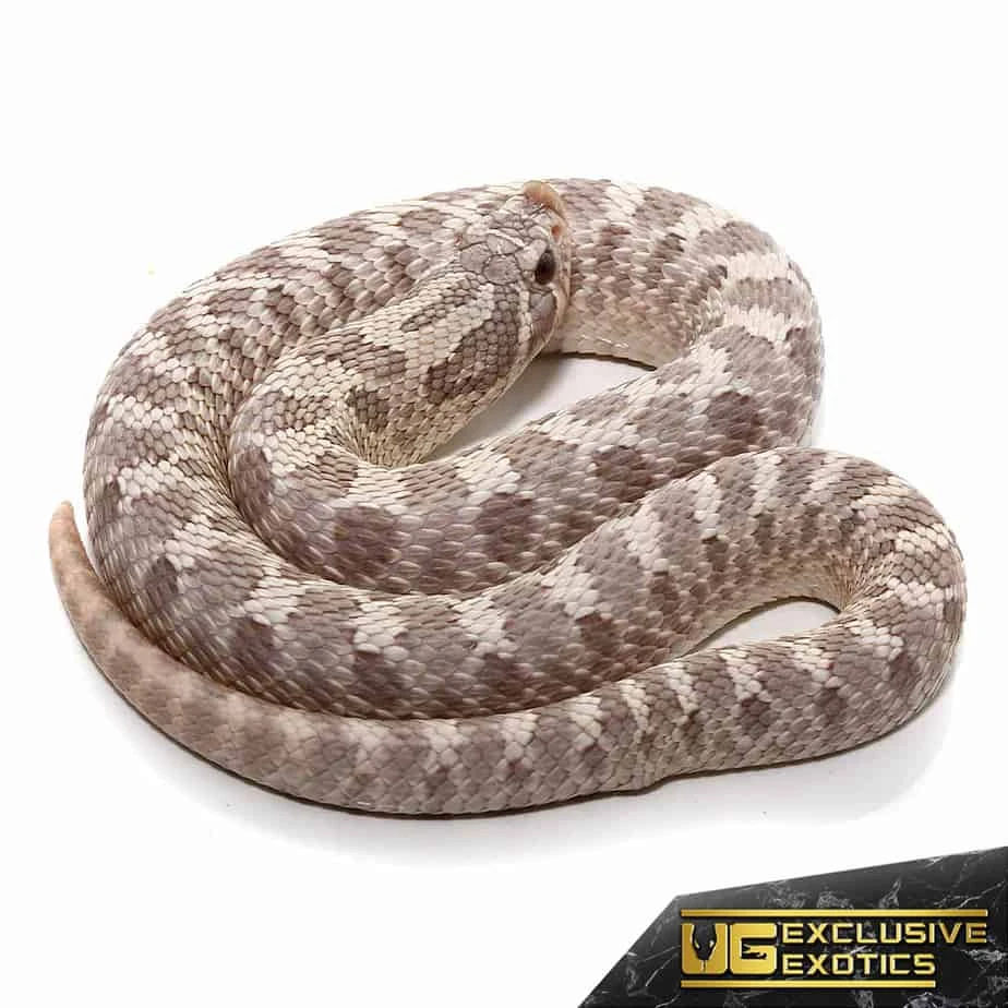 Adult Lavender Western Hognose Snake - Image 2