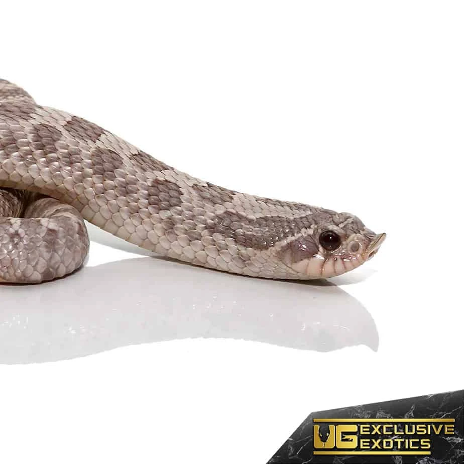 Adult Lavender Western Hognose Snake - Image 3