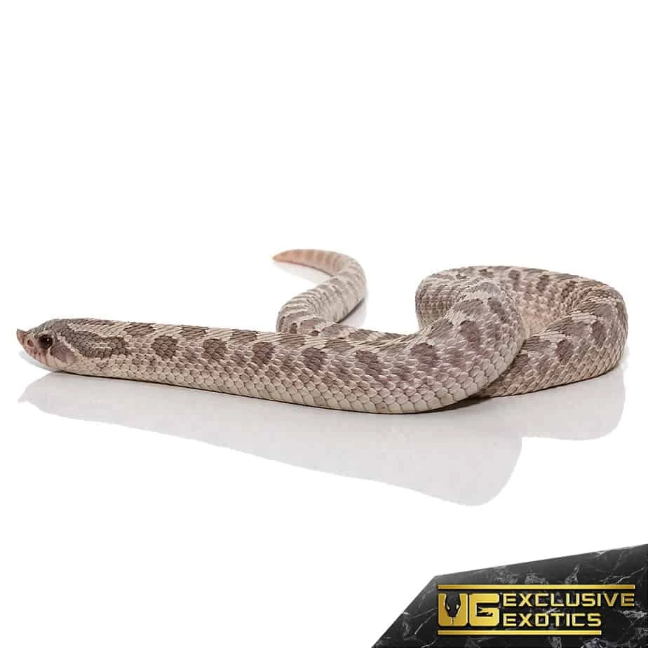 Adult Lavender Western Hognose Snake - Image 4