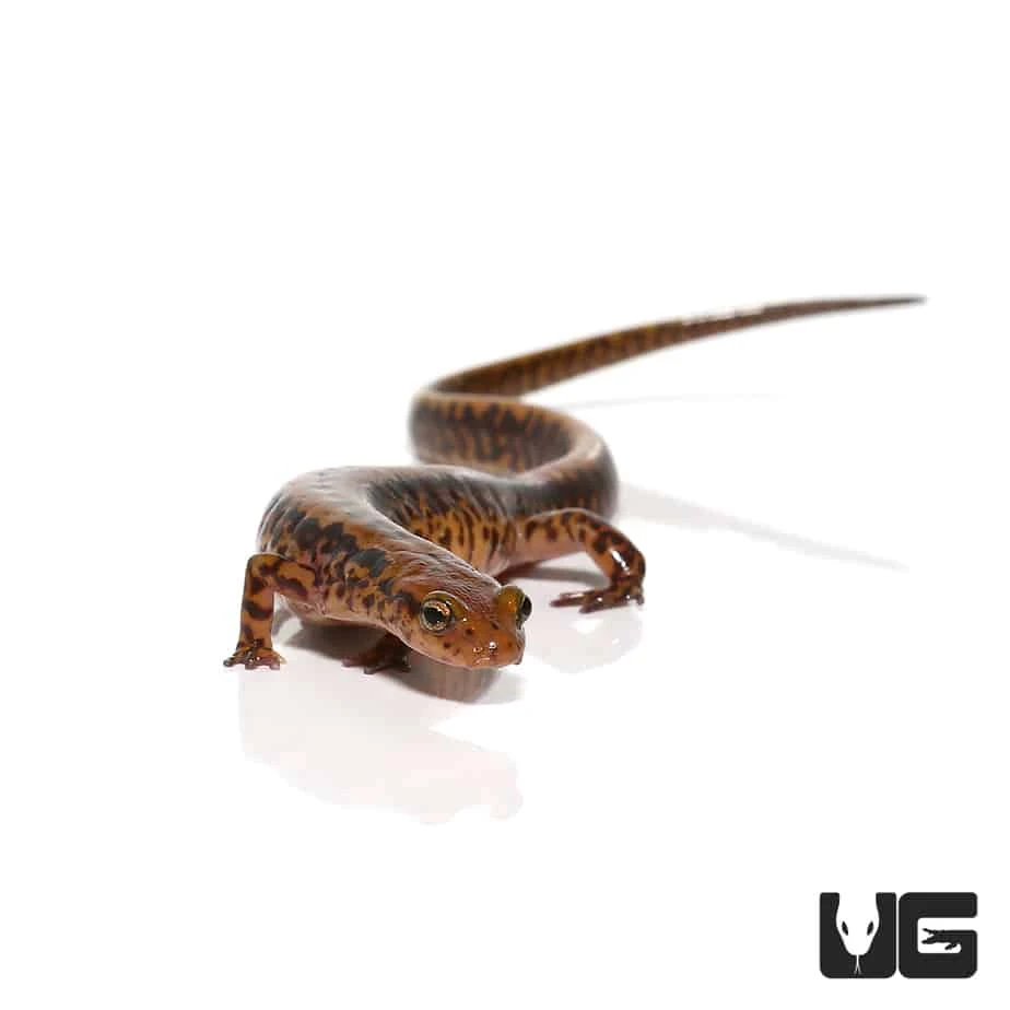 Adult Long Tail Salamander