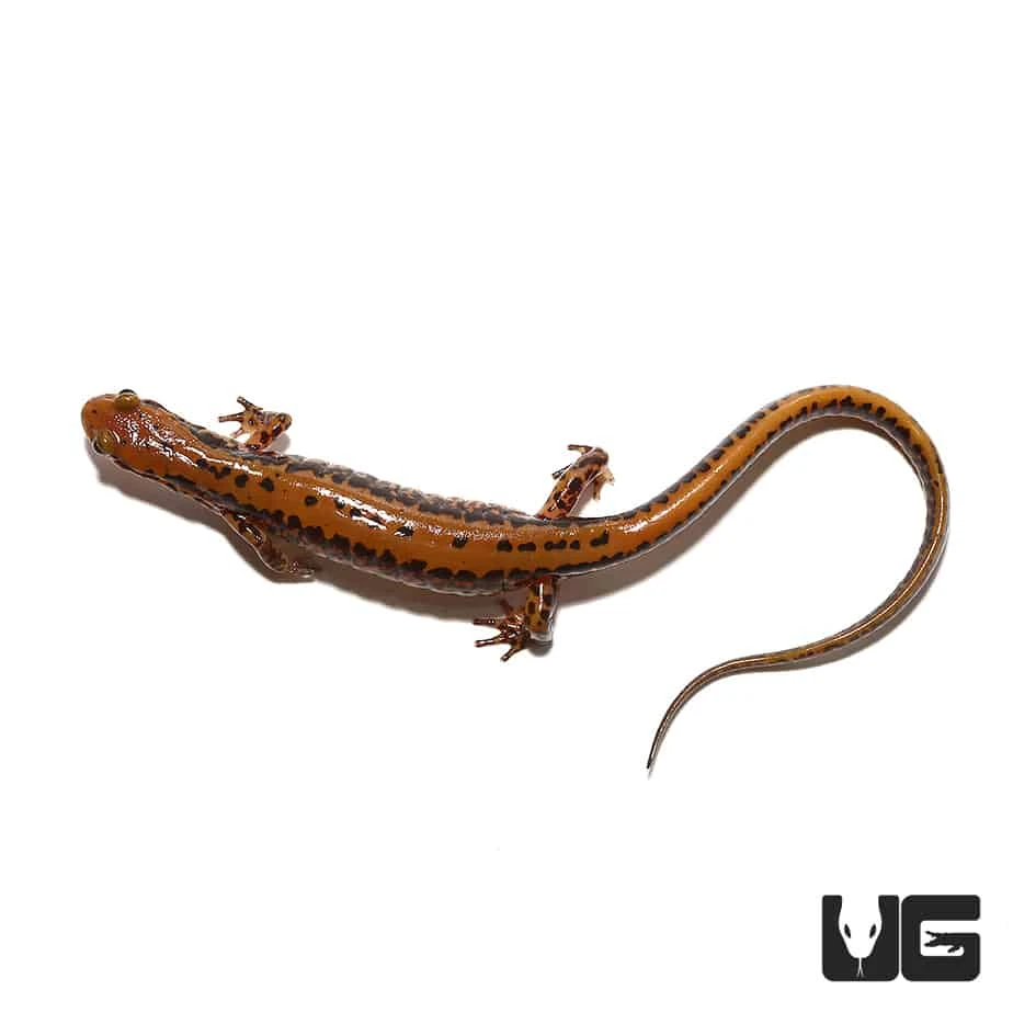 Adult Long Tail Salamander - Image 2