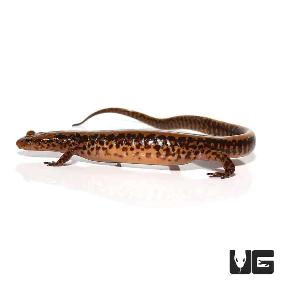 Adult Long Tail Salamander - Image 3