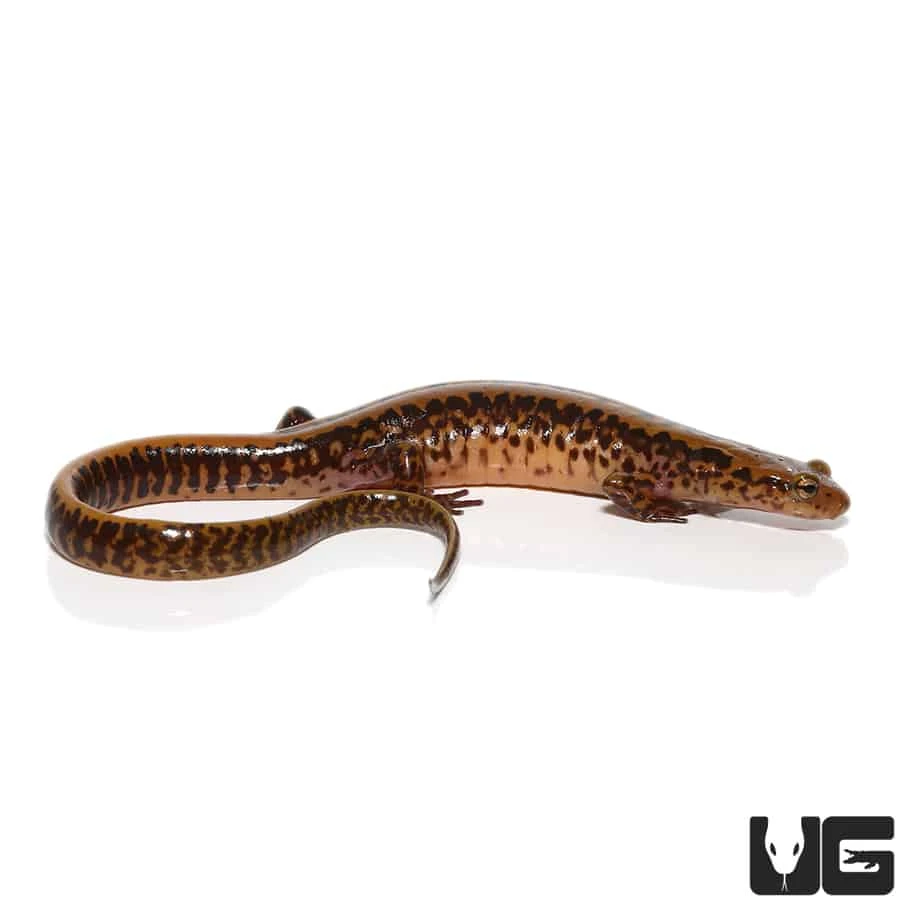Adult Long Tail Salamander - Image 4