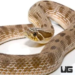 Adult Male Anaconda Western Hognose Snake Het Albino