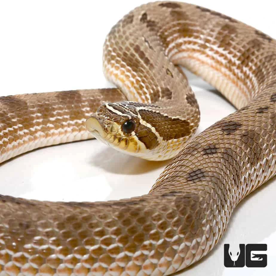 Adult Male Anaconda Western Hognose Snake Het Albino
