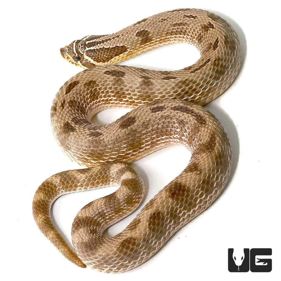 Adult Male Anaconda Western Hognose Snake Het Albino - Image 2