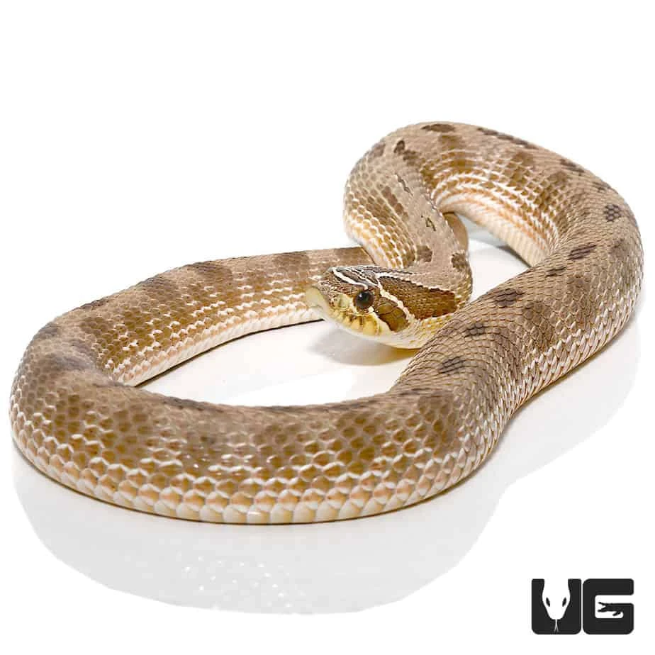 Adult Male Anaconda Western Hognose Snake Het Albino - Image 3